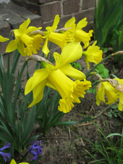 Narcissus_GoldenHarvest_BOEhrenefeld100410_ja01.jpg