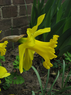 Narcissus_GoldenHarvest_BOEhrenefeld100410_ja03.jpg