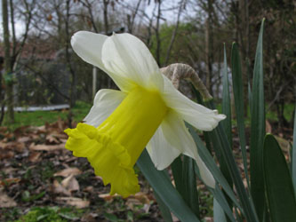 Narcissus_HollandSensation_Gruga030410_ja01.jpg