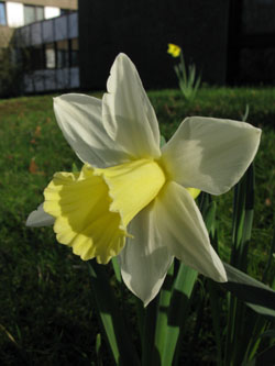 Narcissus_MountHood_BORoncall060410_ja03.jpg