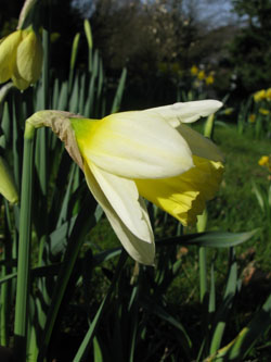 Narcissus_MountHood_BORoncalli050410_ja01.jpg