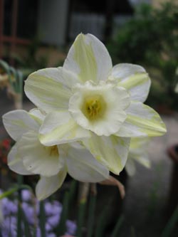 Narcissus_Sailboat_BORoncalli130512_ja02.jpg