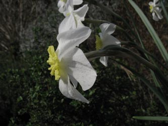 Narcissus_Segovia_BORoncalli220412_ja03.jpg
