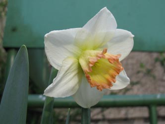 Narcissus_SpringPride_BORoncalli070412_ja03.jpg