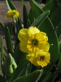 Narcissus_Sundial_BORoncalli110409_ja02.jpg
