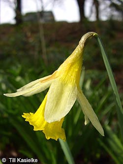 Narcissus_bicolor_BGBO250309_TK01.jpg