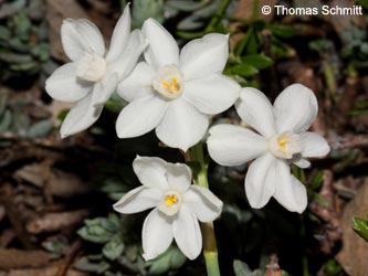 Narcissus_papyraceus_Andalusien_TS01.jpg