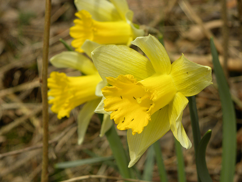 Narcissus_pseudonarcissus_Eifel_Monschau_240319_GFalk01.jpg