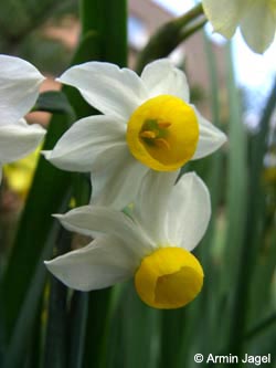 Narcissus_tazetta_BORoncalli110407_ja04.jpg