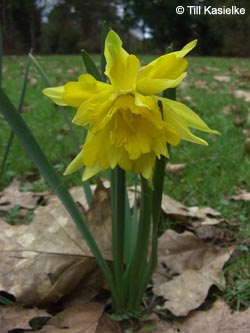 Narcissus_zerschlitzt_BOHauptfriedhof_TK01.jpg