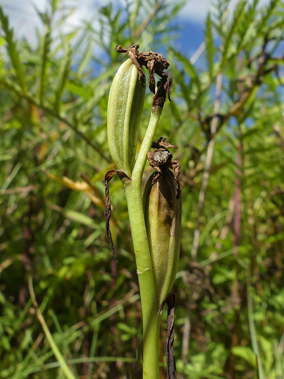 Ophrys_apifera_Bergkamen_Grosses_Holz_120720_WHessel02.jpg