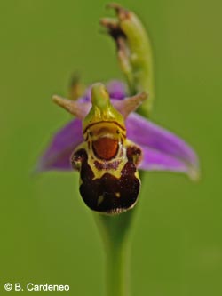 Ophrys_apifera_Koeln2013_BCardeno.jpg