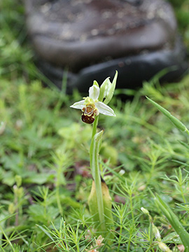 Ophrys_apifera_Koeln_270518_CB01.jpg