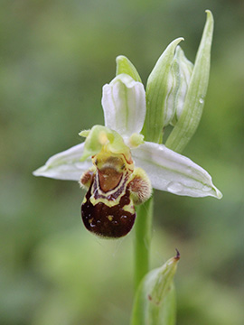 Ophrys_apifera_Koeln_270518_CB02.jpg