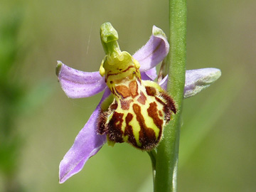 Ophrys_apifera_friburgensis_Hemer_Hoppenberg_110617_WHessel01.jpg