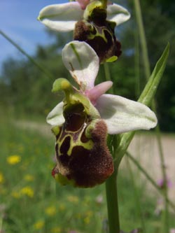 Ophrys_holoserica_SWD2009_TK41.jpg