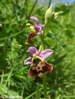 Ophrys_holoserica_SWD2009_TK43.jpg