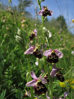 Ophrys_holoserica_SWD2009_ja40.jpg