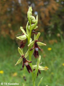 Ophrys_insectifera_Hoenselberg_100612_TK46.jpg