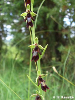 Ophrys_insectifera_Hoenselberg_100612_TK56.jpg