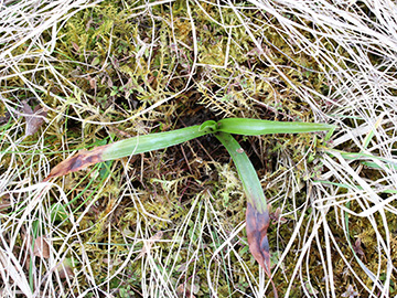 Ophrys_insectifera_Intruper_Berg_310318_CB01.jpg