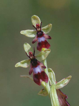 Ophrys_insectifera_ja20.jpg
