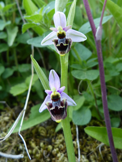 Ophrys_scolopax_Hybride_Holzwickede_090516_WHessel01.jpg
