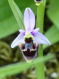 Ophrys_scolopax_Hybride_Holzwickede_090516_WHessel02.jpg