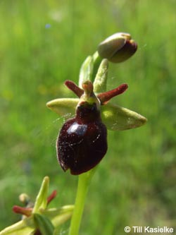 Ophrys_sphegodes_SWD2009_TK44.jpg
