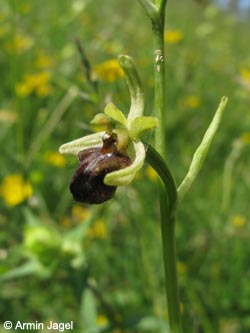 Ophrys_sphegodes_SWD2009_ja45.jpg