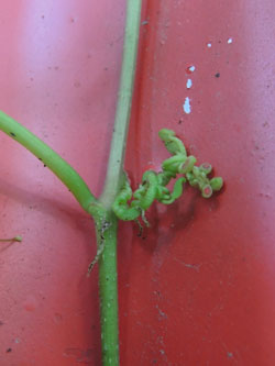 Parthenocissus_quinquefolia_LEV-Schlehbusch_270615_TK172.jpg