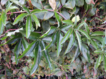 Passiflora_caerulea_Baukey_170917_ML01.jpg