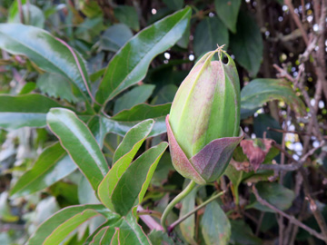 Passiflora_caerulea_Baukey_170917_ML03.jpg