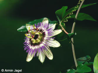 Passiflora_caerulea_bg202_ja01.jpg