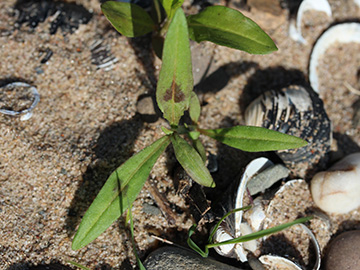 Persicaria_lapathifolia_lapathifolia_150518_CB01.jpg