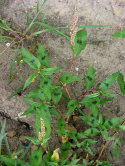 Persicaria_lapathifolia_lapathifolia_BODahlhausen010808_ja01.jpg