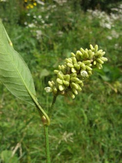 Persicaria_lapathifolia_pallida_BO_ja2.jpg