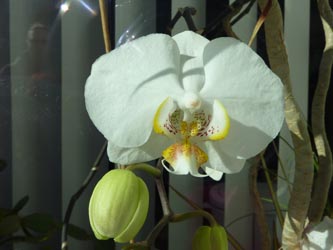 Phalaenopsis_BOSchaufenster_P060311_ho641.jpg