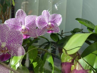 Phalaenopsis_BOSchaufenster_P060311_ho65.jpg