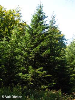 Picea_orientalis_Burgholz2008_VD01.jpg