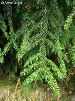 Picea_orientalis_Burgholz200908_ja01.jpg