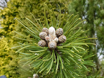 Pinus_mugo_BOWeitmarFranziskusfriedhof_060316_ho13.jpg
