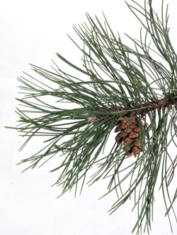 Pinus_nigra_Annen_2740_DM01.jpg