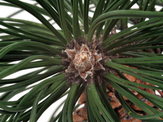 Pinus_nigra_Annen_2742_DM01.jpg