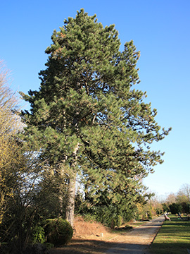 Pinus_nigra_BO-Altenbochum_Hauptfriedhof_240219_HGeier01.jpg