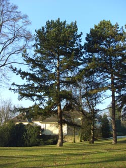 Pinus_nigra_BOStadtpark311208_ja01.jpg