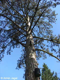 Pinus_nigra_maritima_schlossparkherten120408_ja12.jpg
