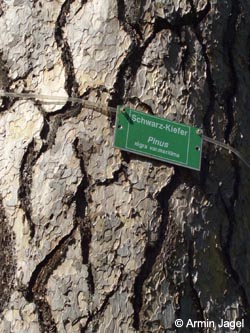 Pinus_nigra_maritima_schlossparkherten120408_ja13.jpg