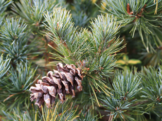 Pinus_parviflora_BOWeitmarFranziskusfriedhof_060316_CB01.jpg