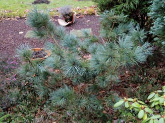 Pinus_parviflora_BochumWeitmarFriedhof_130303_CB35.jpg